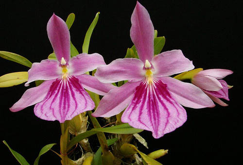 Miltonia spectabilis var rosea.jpg