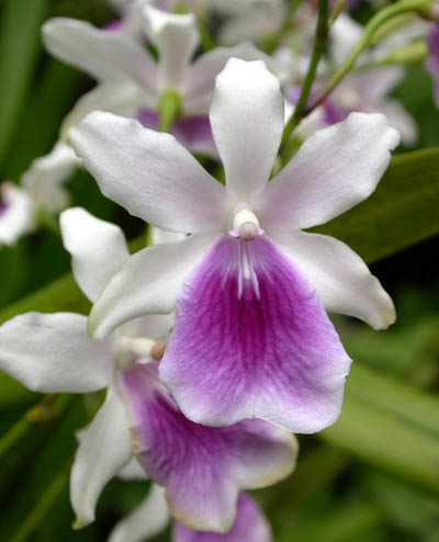 Miltonia regnellii.jpg