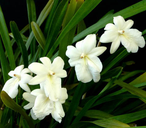 Miltonia regnellii var alba.jpg