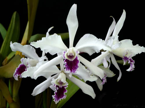 Laelia crispa.jpg