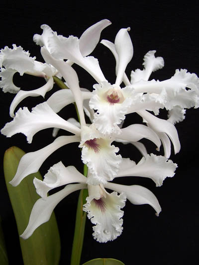 Laelia crispa var alba.JPG