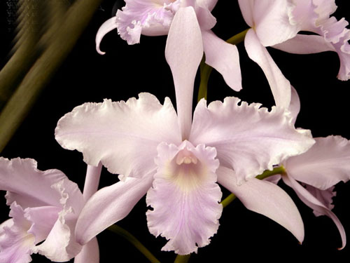 Laelia lobata var concolor.jpg