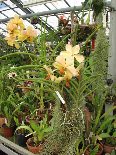 Vanda Merv L Velthuis x Vanda Charles Goodfellow.jpg