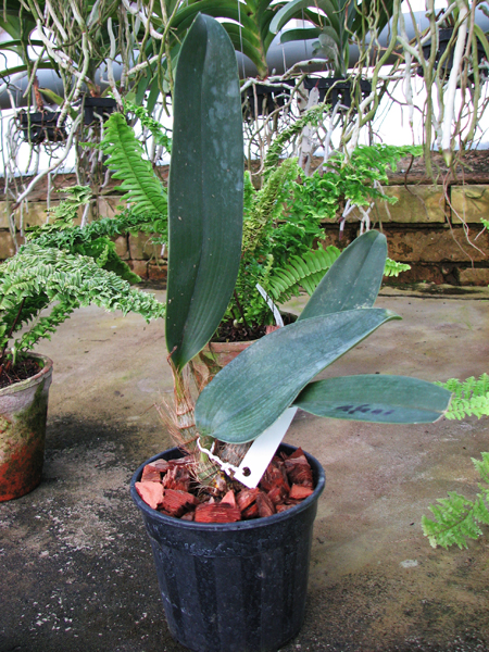 Inobulbon munificum.jpg