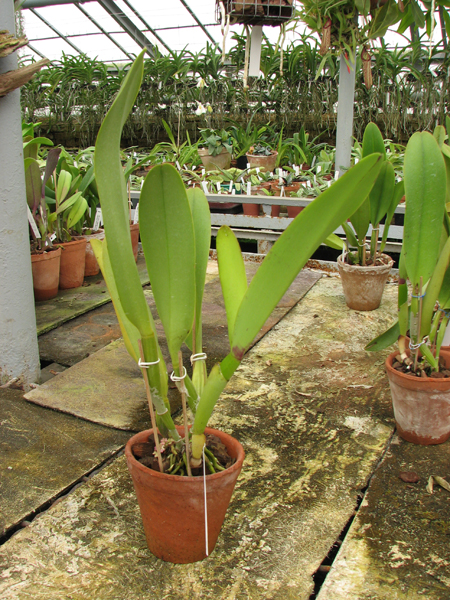 Brassolaeliocattleya Toshie Aoki 'Pizazz Subv OC'.jpg