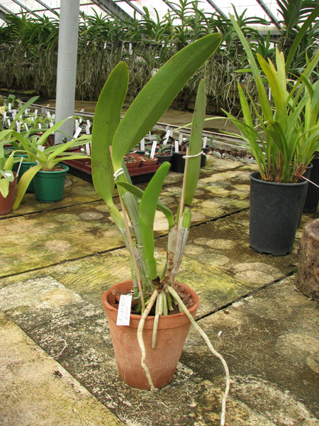 Laeliocattleya Blue Angel 'Glove'.jpg