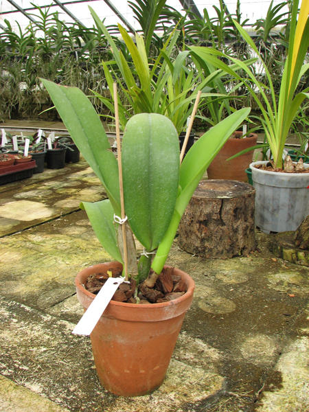 Laeliocattleya Shirayukihime 'M' (Tokyo Magic x Mildred Rives).jpg