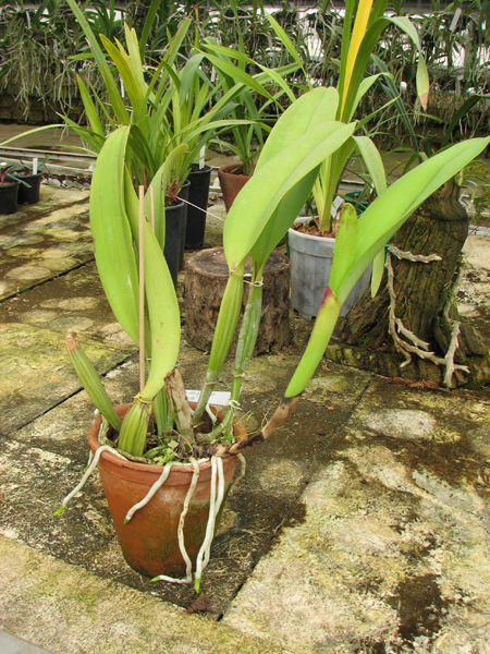 Laeliocattleya White Spark 'Panda' (Shellie Compton x Moscombe).jpg