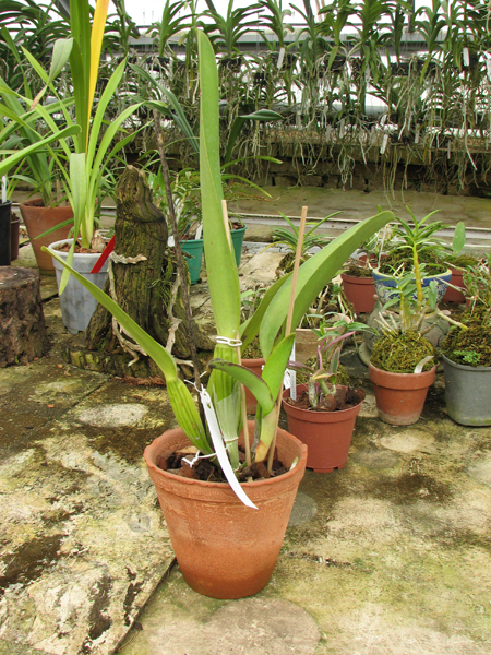 Laeliocattleya Supersonic 'Striking Lip'.jpg