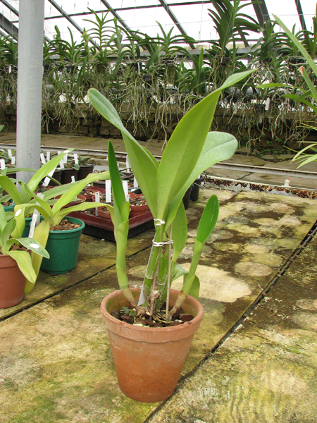 Laeliocattleya Azul Madoka 'Hsinying Blue Star'.jpg