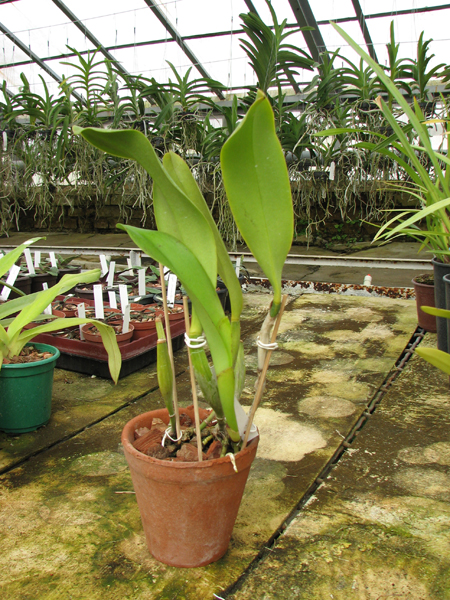 Laeliocattleya Orglade's Grand 'Yu Chang Beauty' (Mildred Rives x Persepolis).jpg