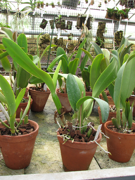 Brassolaeliocattleya Hsinying Catherine 'Hakucho'.jpg