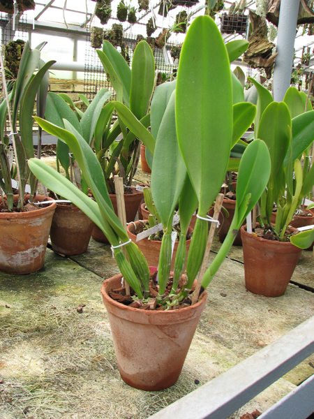 Brassolaeliocattleya Pink Empress 'Ju-Sen'.jpg