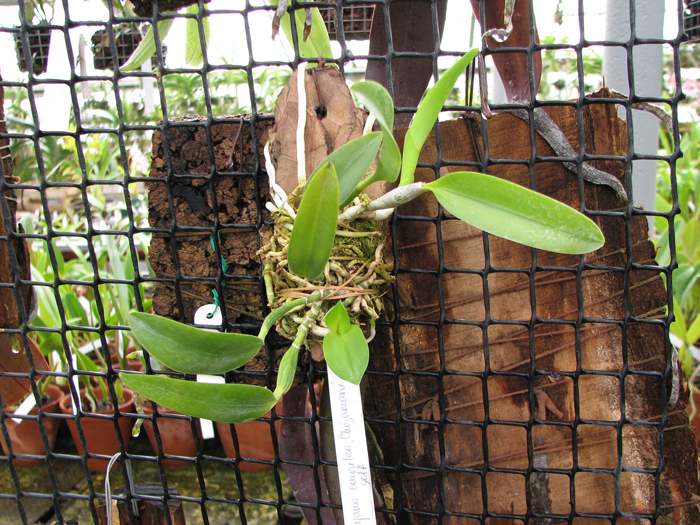 Laelia dayana coerulea 'Chojamaru' x SELF.jpg