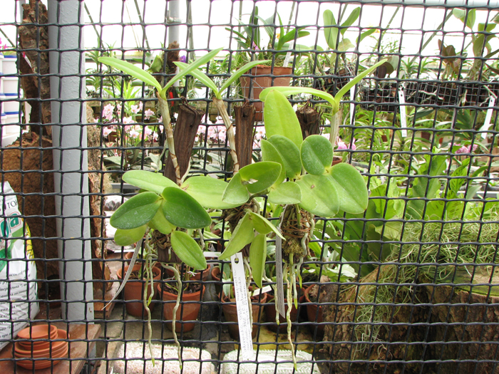 Cattleya intermedia orlata marginata coerulea 'AWZ' x Cattleya intermedia coerulea aquini flamea 'AWZ'.jpg