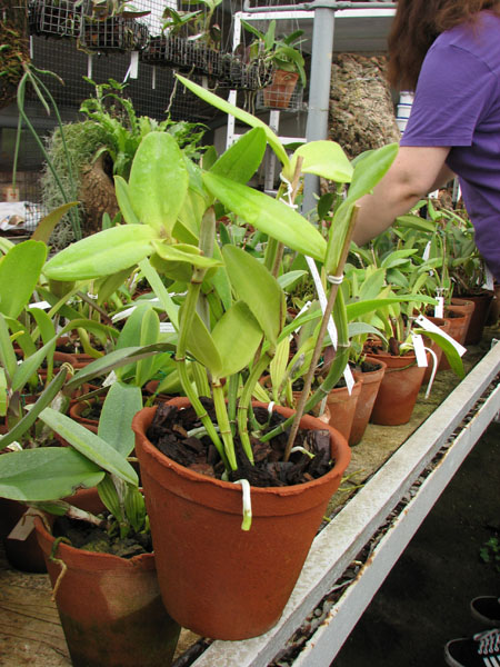 Cattleya intermedia aquini rosea-concolor XXX x Cattleya intermedia aquini alba 'Superba' XXX.jpg