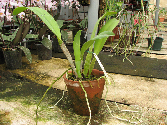 Cattleya quadricolor semi alba x Cattleya quadricolor semi alba 'Pompeu'.jpg