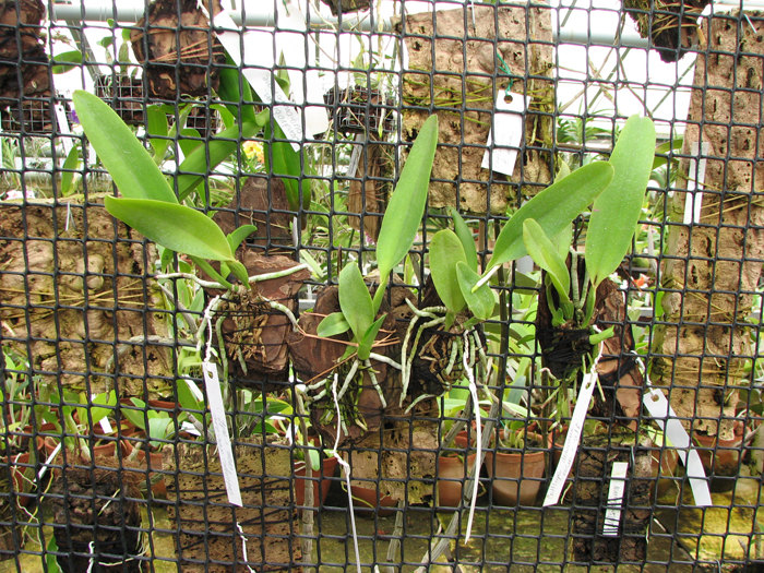 Cattleya dowiana rosea.jpg