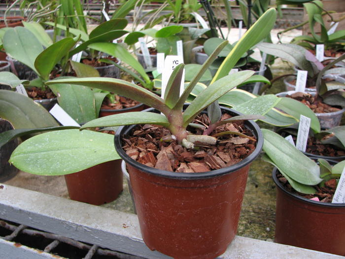 Doritaenopsis Lius Sakura.jpg