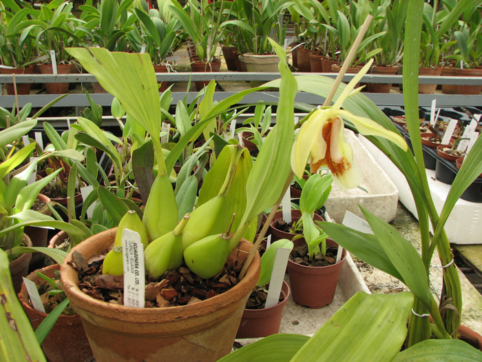 Coelogyne speciosa.jpg