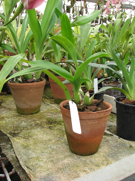 Grammatophyllum Green.jpg