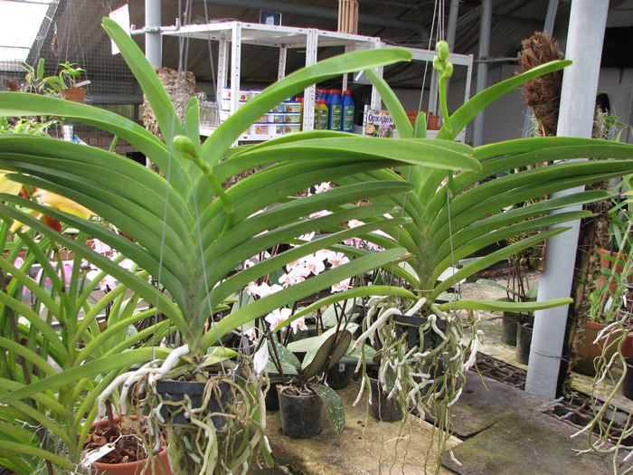 Vanda Robert Delight Blue.jpg