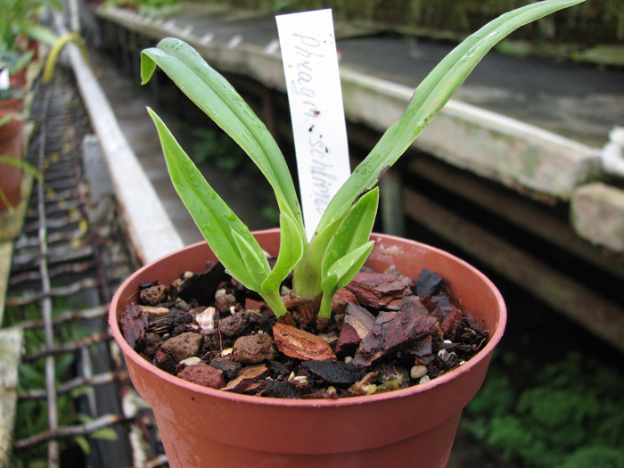 Phragmipedium schlimii.JPG