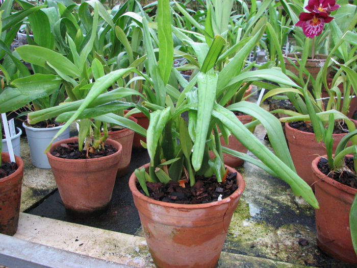 Miltonia clowesii.jpg