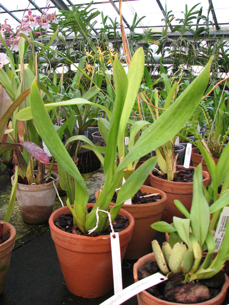 Odontioda George McMahon 'Fortuna'.jpg