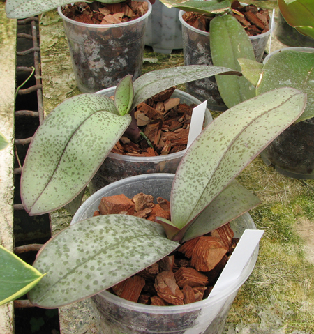 Phalaenopsis Cassandra.jpg