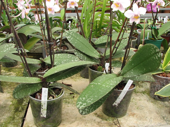 Phalaenopsis Philadelphia (schilleriana x stuartiana).jpg