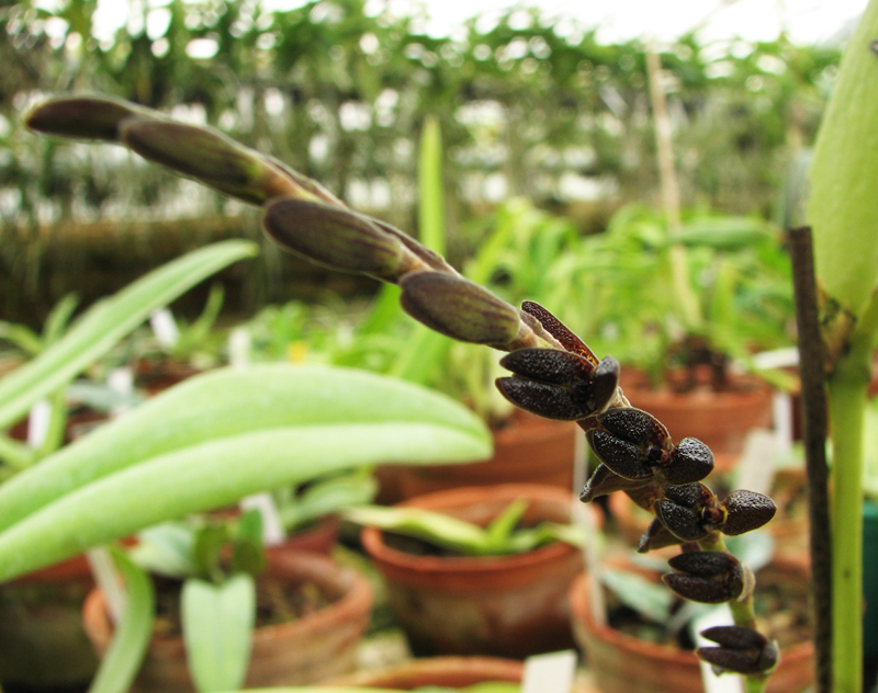 Фото орхидеи Pleurothallis saurocephala.jpg