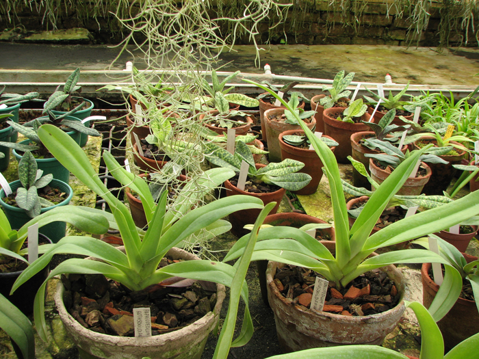 Paphiopedilum St Swithin (philippinense x rothschildianum).jpg