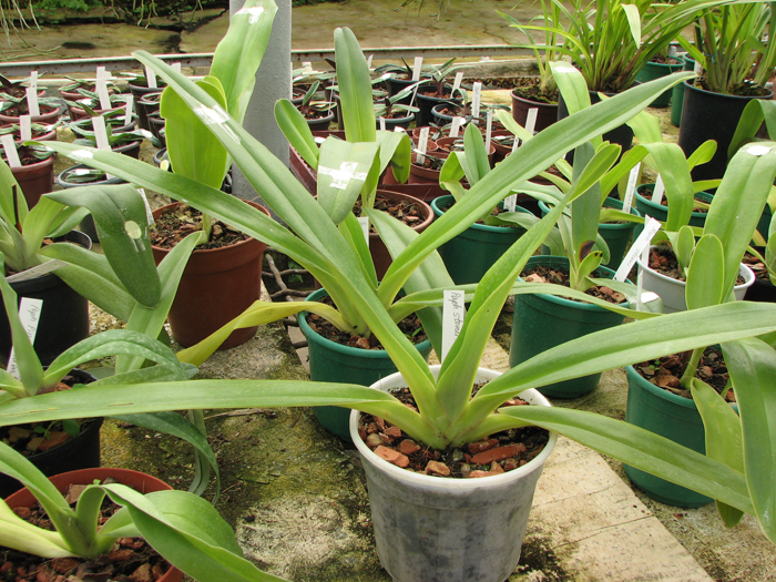 Paphiopedilum stonei x rothschildianum.jpg