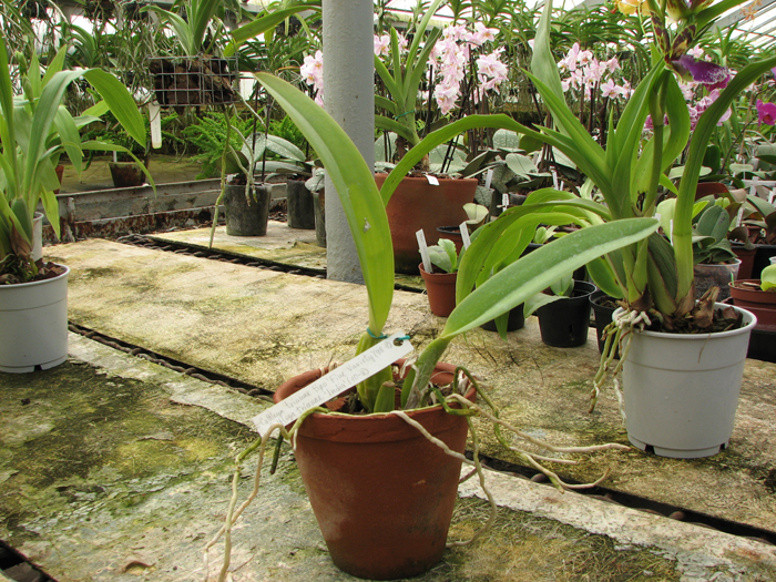 Cattleya trianae tipo 'Fine Variety' (98-8) x Cattleya trianae 'India' (10-8).jpg