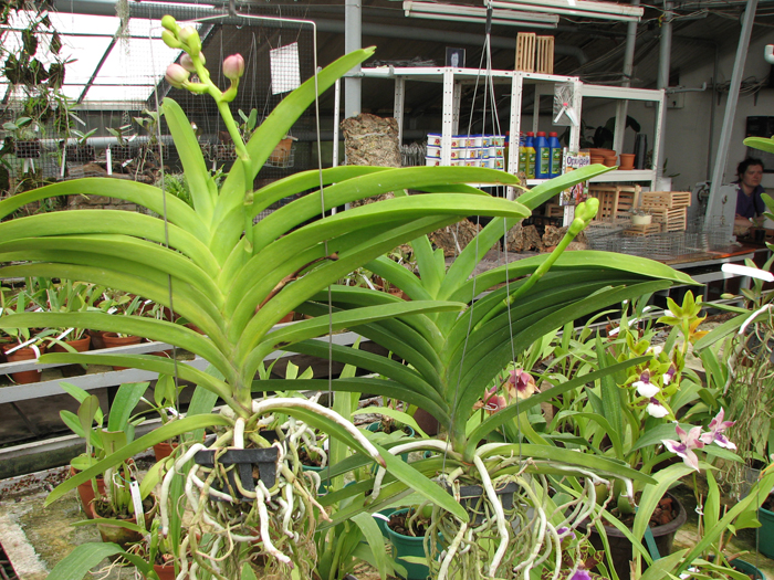 Vanda Robert Delight Black.jpg