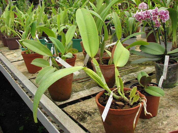 Cattleya warneri integra 'Evandro Perini' x Cattleya warneri inegra-orlata-pincelada 'Leonor'.jpg