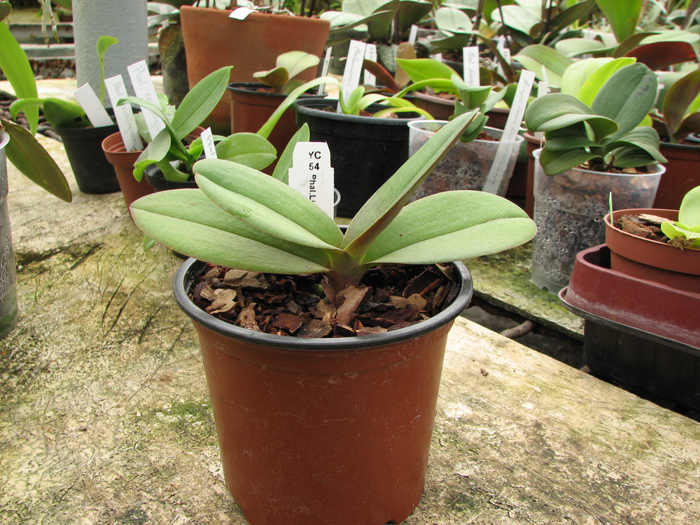 Doritaenopsis Lius Sakura.jpg