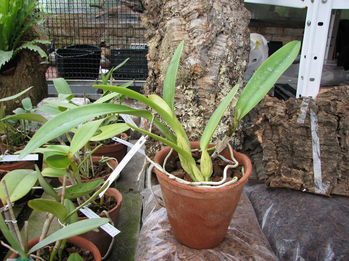 Cattleya trianae 'Fine Variety' (98-8) x Cattleya trianae orlata rosea 'AWZ'.jpg