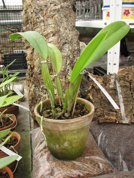 Cattleya trianae 'Binot' x Cattleya trianae 'Jean Groben'.jpg