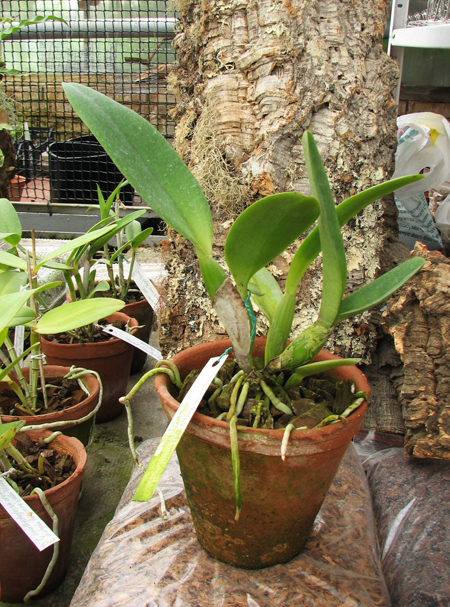 Cattleya trianae tipo 'Giant' x Cattleya trianae (Rolf Altemburg x Vitoria Castro).jpg