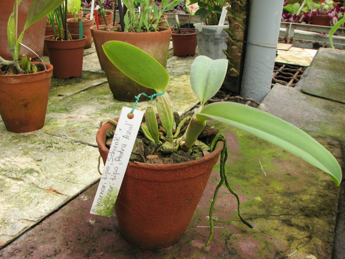 Cattleya warneri tipo 'Schunk' x Cattleya warneri tipo 'Pedra Azul'.jpg