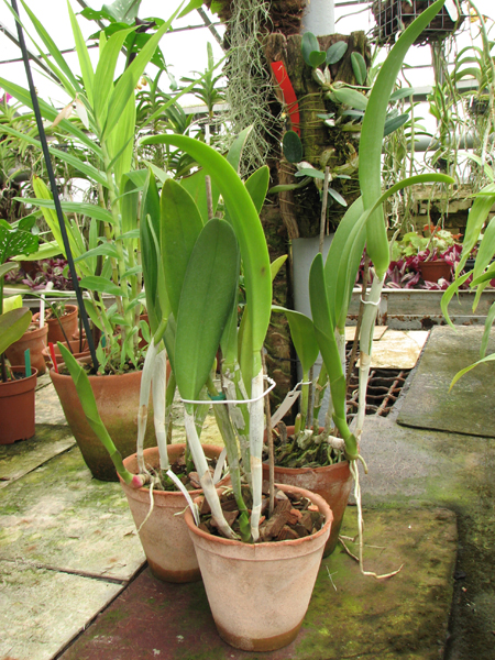 Brassocattleya Golf Green 'Hair Pig'.jpg