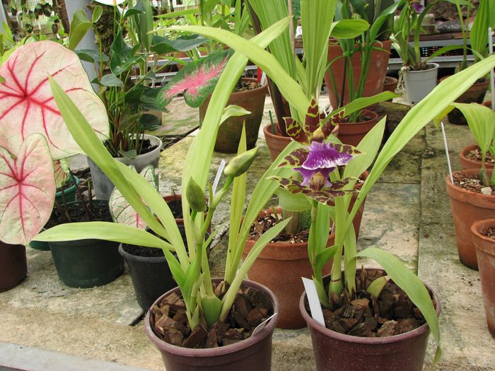 Zygopetalum Barbel Hohn.jpg