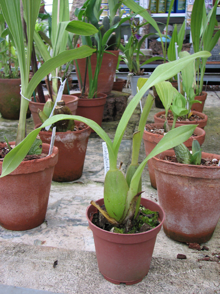 Wilsonara Tiger Glow x Odontoglossum trilobum.jpg