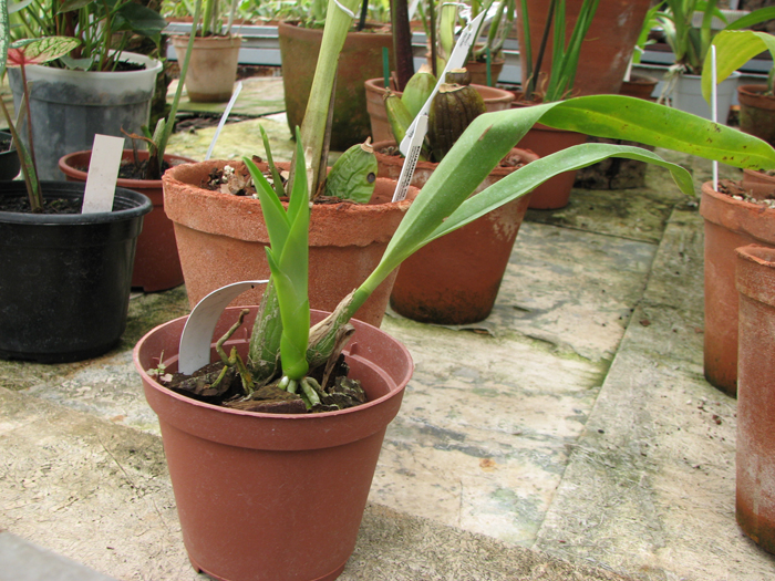 Encyclia fragrans x Encyclia cochleata.JPG