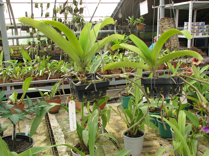 Rhynchostylis gigantea spot.jpg