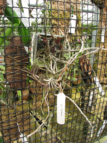 Dendrobium anosmum.jpg