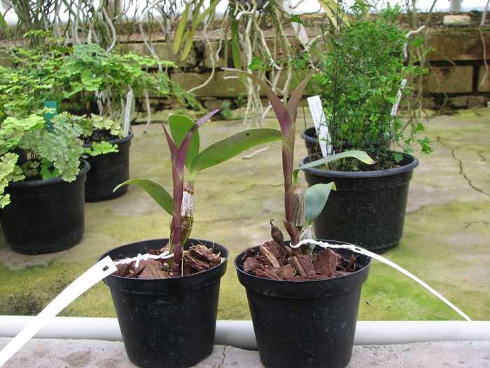 Dendrobium harveyanum.jpg