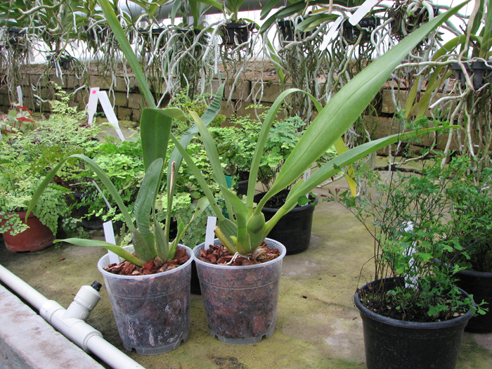 Vuylstekeara Yokara 'Perfection' x Oncidium leucochillum.jpg